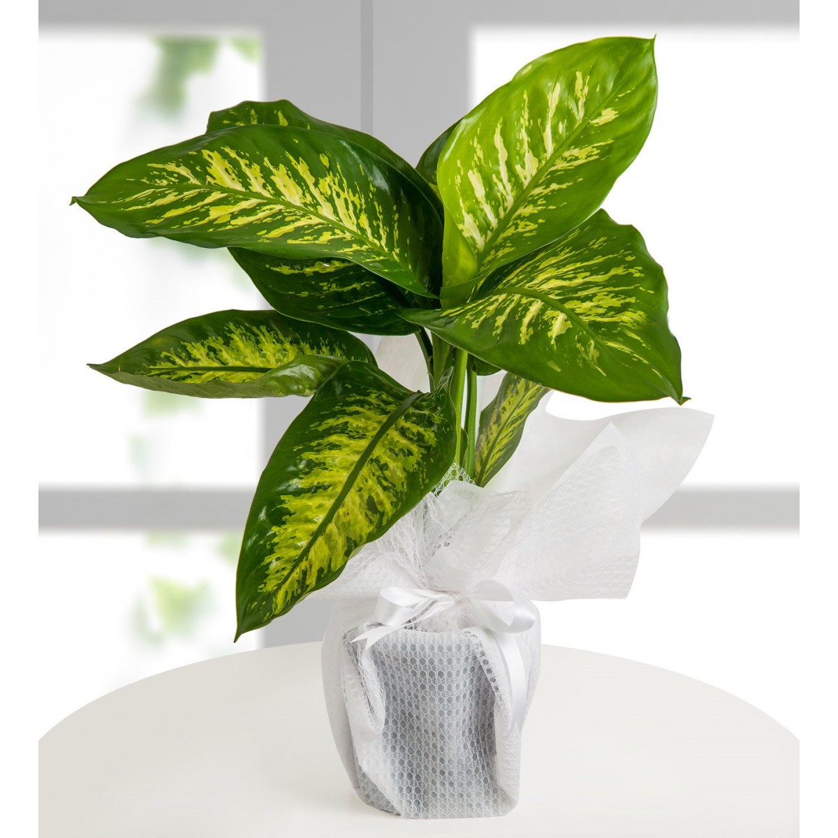 DİFENBAHYA (Dieffenbachia)