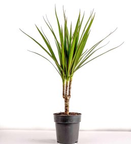 Dracaena Marginata-Tek Gövdeli